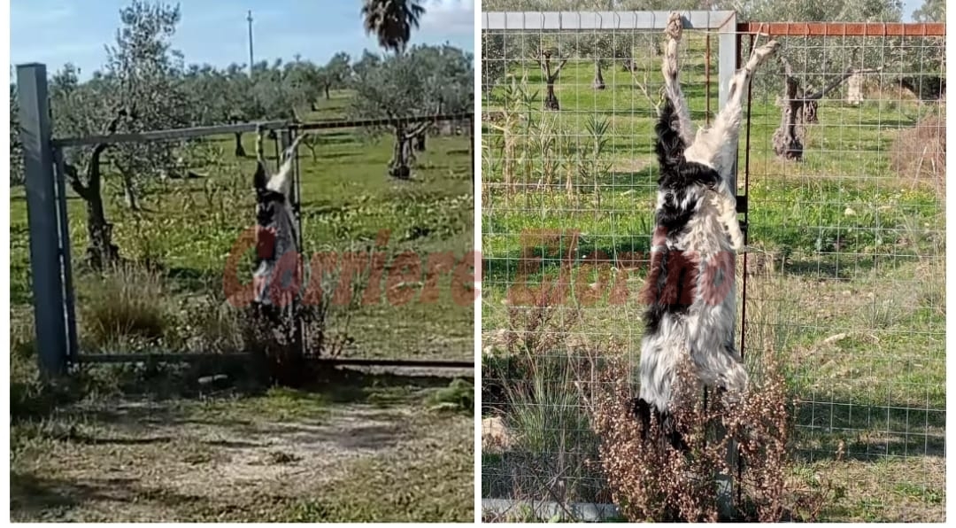 Macabro ritrovamento nella Provinciale “11”, cane morto legato ad un cancello