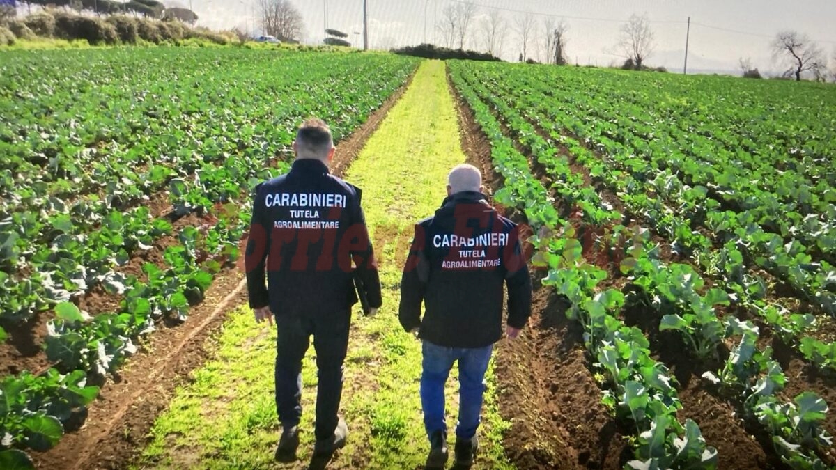 Contrasto alle contraffazioni alimentari, i Carabinieri per la tutela agroalimentare a Ispica e Pachino