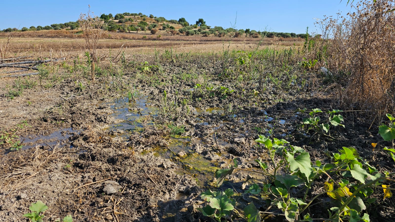Pachino e la conduttura idrica colabrodo: l’acqua si perde nei campi di Belliscala: “Un problema annoso” Pachino e la conduttura idrica colabrodo: l’acqua si perde nei campi di Belliscala: “Un problema annoso”