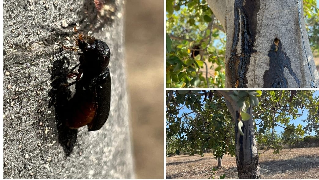 Carrubi sotto attacco: segnalata la presenza del coleottero Apate Monachus a Rosolini Carrubi sotto attacco: segnalata la presenza del coleottero Apate Monachus a Rosolini