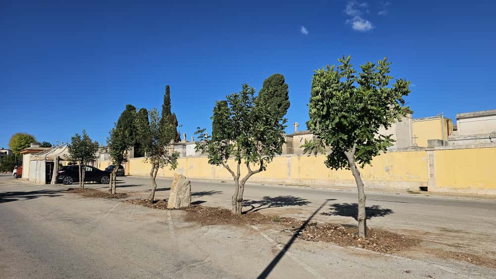 Ai “Carruazzi” tornano le radici: davanti al cimitero piantati alberi di carrubo per onorare la memoria e la storia Ai “Carruazzi” tornano le radici: davanti al cimitero piantati alberi di carrubo per onorare la memoria e la storia