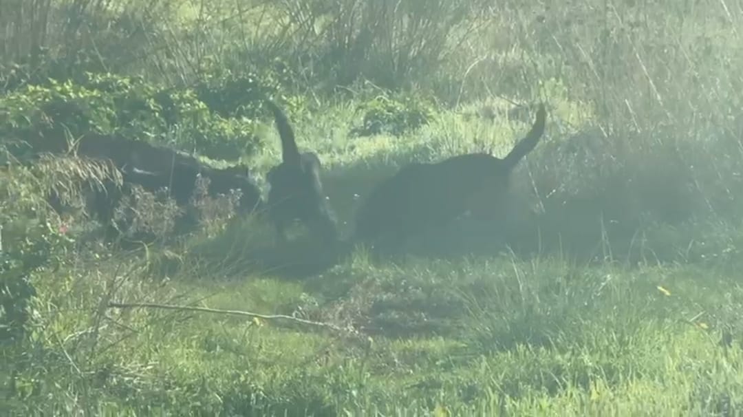 Allarme sicurezza in contrada Perpetua a Rosolini per la presenza di un branco di cani aggressivi Allarme sicurezza in contrada Perpetua a Rosolini per la presenza di un branco di cani aggressivi
