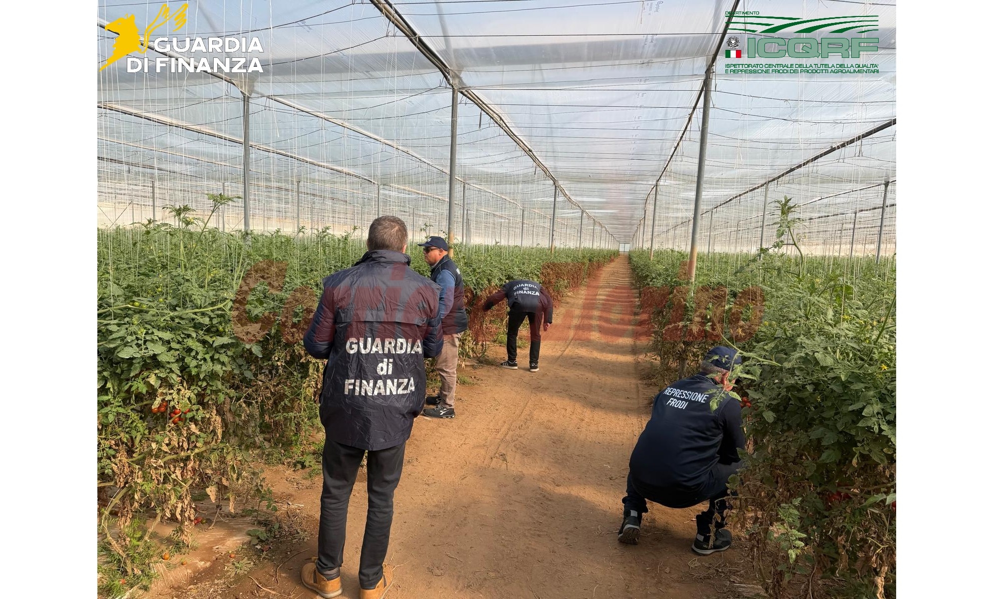 Contraffazione nel settore agricolo: scoperti 30 mila semi di pomodoro “copiati”