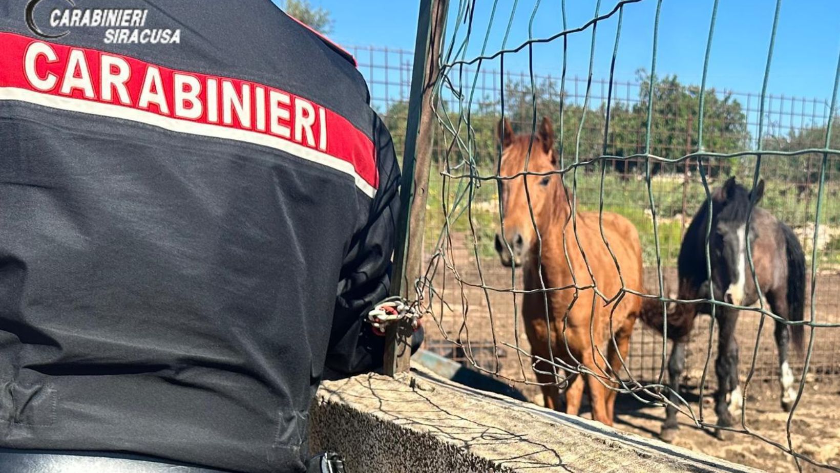 Cavalli senza documenti e passaporti rubati, controlli a Rosolini: sanzioni per oltre 25mila euro