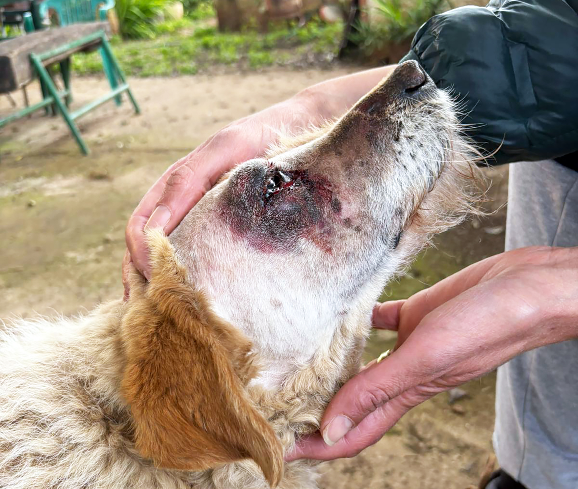 La cagnolina di quartiere “Felixia” ferita gravemente ad un occhio con un bastone: l’associazione Cuore Randagio lancia l’allarme